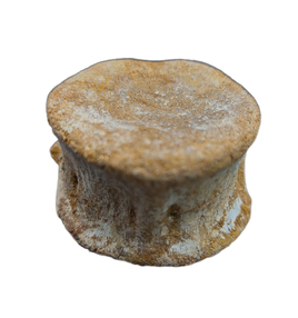 Polycotylid? Plesiosaur Vertebra