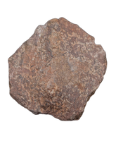 Spicomellus (Ankylosaur) Scute, El Mers Formation