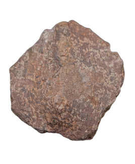Spicomellus (Ankylosaur) Scute, El Mers Formation
