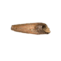 Theropod Claw, Bissekty Formation, Uzbekistan