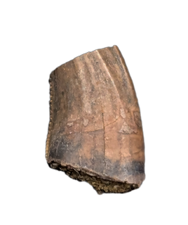 Acheroraptor Tooth