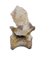 Theropod Dinosaur Vertebra, Kem Kem