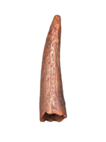 Pterosaur tooth, Morocco