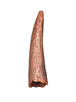 Pterosaur tooth, Morocco