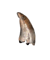 Dromaeosaur (Raptor) Tooth from the Hell Creek Formation