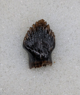 Perfect Thescelosaurus Tooth from the Hell Creek Formation