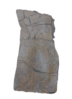 Triceratops Quadrajugal, Skull Bone