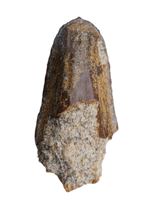 Corythosaurus? Tooth, Judith River Formation