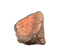 Spicomellus (Ankylosaur) Scute, El Mers Formation