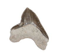 Squalicorax kaupi Tooth, From the Kansas Chalk