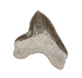 Squalicorax kaupi Tooth, From the Kansas Chalk