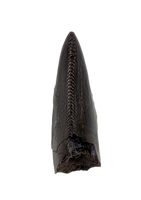 Tyrannosaur Tooth, Judith River Formation