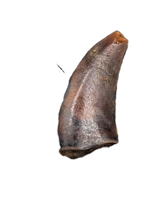 Acheroraptor Tooth from the Hell Creek Formation