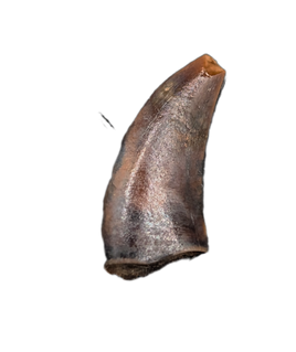 Acheroraptor Tooth from the Hell Creek Formation