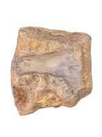 Sauropod (Long Neck) Tail Vertebra, El Mers III Formation