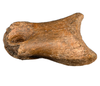 Struthiominus Toe Bone, Hell Creek