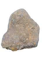 Triceratops Frill Section