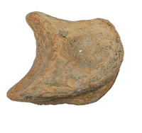 Ornithomimid Toe