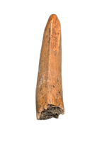 Theropod Tooth from the Mid Jurassic, Madagascar