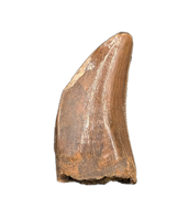 Nanotyrannus Tooth