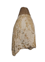 Pervushovisaurus (Ichthyosaur)Tooth. Early Cretaceous Period, England.
