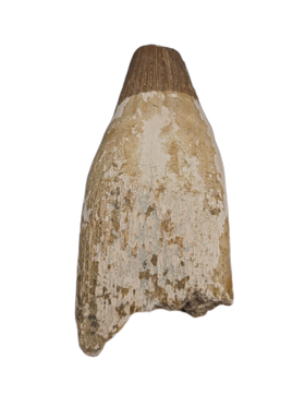 Pervushovisaurus (Ichthyosaur)Tooth. Early Cretaceous Period, England.