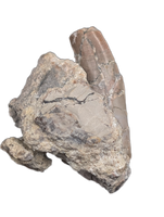 Postosuchus (Rauisuchid) Tooth, Chinle Formation
