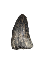 Mosasaur Tooth, Late Cretaceous of North Carolina