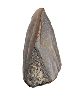 Parasaurolophus Tooth, Judith River Formation