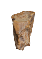 Large Iguanodont (Lurdusaurus?) Tooth