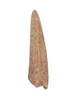 Majungasaurus Tooth