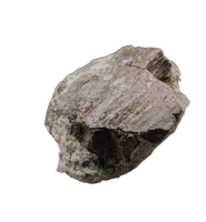 Partial Allosaurus Tooth,  Morrison Formation