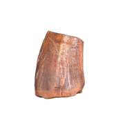 Postosuchus (Rauisuchid) Tooth, Bull Canyon Formation