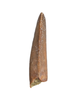 Majungasaurus Tooth