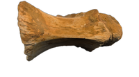 Huge Sigilmassasaurus(Spinosaurid) Neck Vertebra