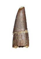 Diplocodid Tooth from the Mid Jurassic, Madagascar