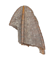 Hadrosaur Tooth, Judith River Formation