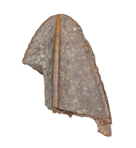 Hadrosaur Tooth, Judith River Formation