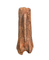 Struthiomimus Tail Vertebra, Hell Creek