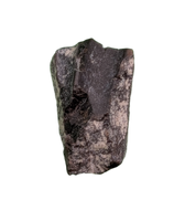 Maiasaura Tooth, Two Medicine Formation