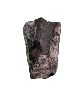Maiasaura Tooth, Two Medicine Formation
