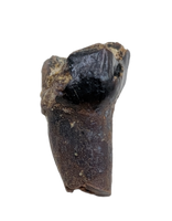 Mammal Tooth, Hell Creek Formation