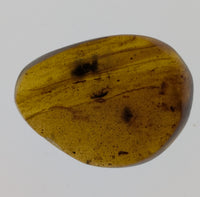 Amber with insect from Burma. Middle Cretaceous, 99 Million Years Old