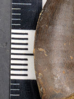 Ceratosaurid Tooth from the Mid Jurassic, Madagascar