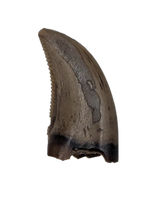 Saurornitholestes (Raptor) Tooth, Judith River Formation