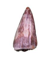 Revueltosaurus Tooth, Chinle Formation