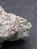 Theropod Dinosaur Tooth, El Mers Formation