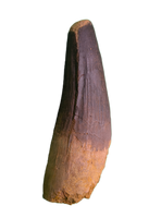 Spinosaurus Tooth