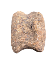 Edmontosaurus Neck Vertebrae