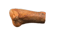 Spinosaurus Metatarsal